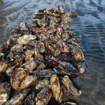 shellfish