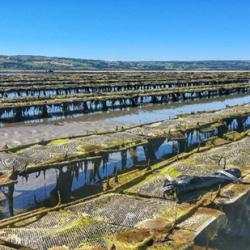Report  Card – Low salinity and oxygen readings recorded with a multiparameter sonde at an oyster farming site
