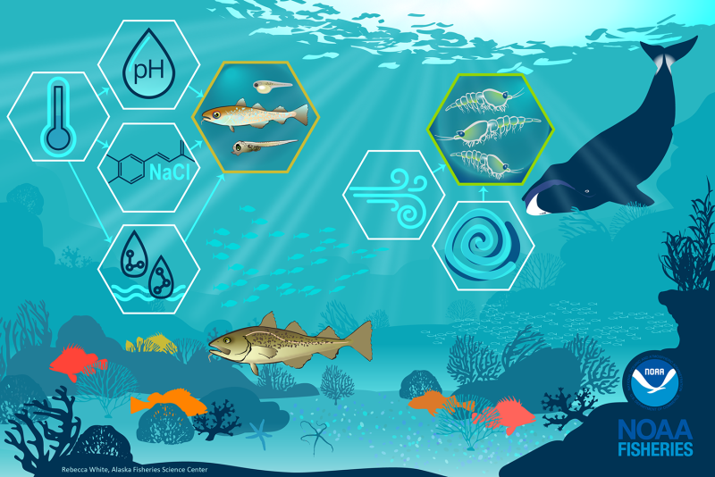 Imiage linked from - https://www.fisheries.noaa.gov/feature-story/predicting-future-fish-productivity-better-understanding-role-habitat-life-fish